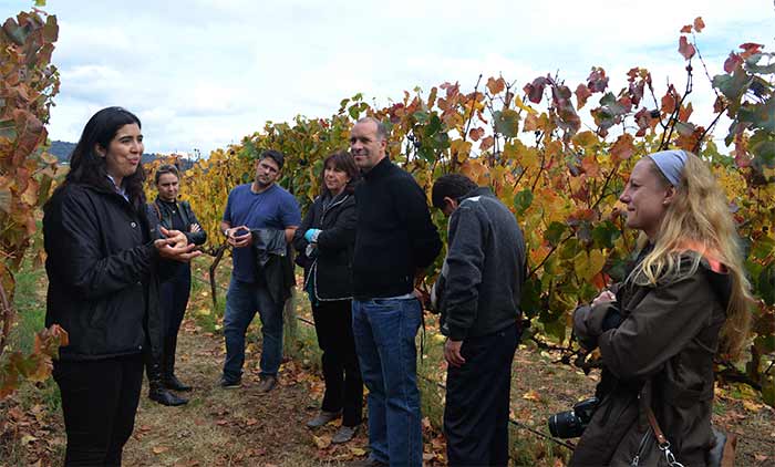 Santiago's Vineyards - Vineyard visit in Casablanca Valley - Chile