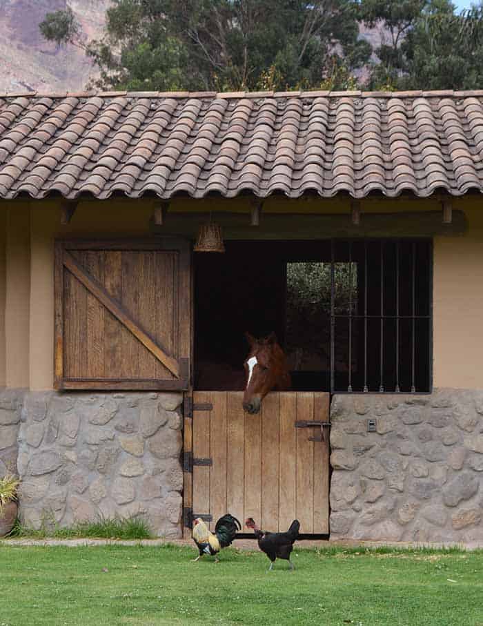 One horse at the stable of Sol y Luna Hotel and one cock and hen across the stable