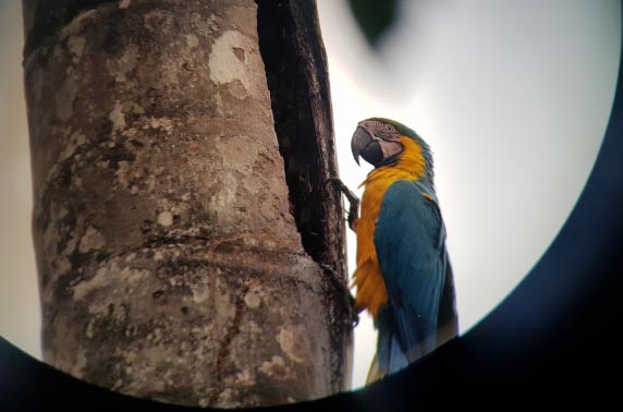 Blue-yellow macaw perched on his nest on a tree seen through a telescope lens in the rainforest of Tambopata National Reserve, Peru