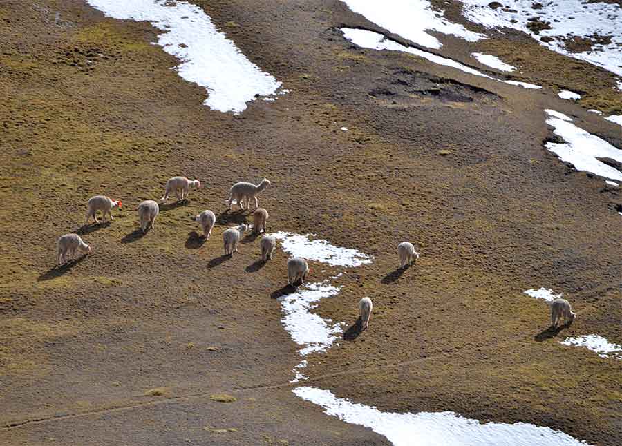 Alpacas grazing along the path to Vinicunca Rainbow Mountain