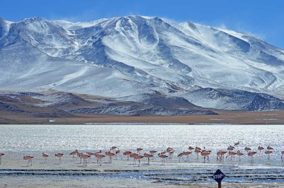 Laguna Honda is a Bolivian saltwater lagoon located in the department of Potosí, near the border with Chile at an altitude of 4,114 metres. with a huge mountain in the background