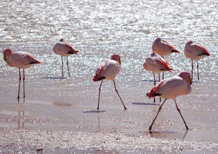 The Red lagoon (Laguna Colorada) is a shallow lake within the Eduardo Avaroa Andean Fauna National Reserve and close to the border with Chile. with 7 pink Flamingos standing in the lake