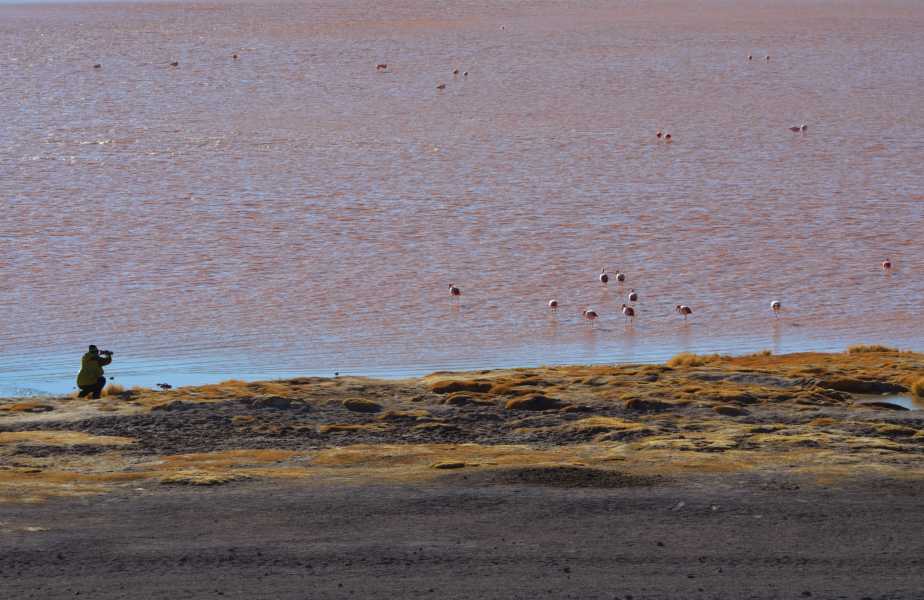 The Red lagoon (Laguna Colorada) is a shallow lake within the Eduardo Avaroa Andean Fauna National Reserve and close to the border with Chile
