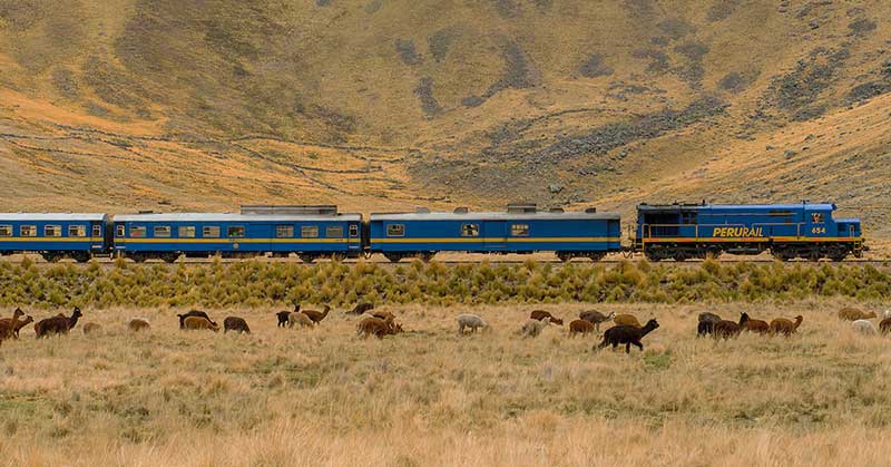 Blue Titicaca train with the Peruvian Altiplano as background and grazing alpacas across