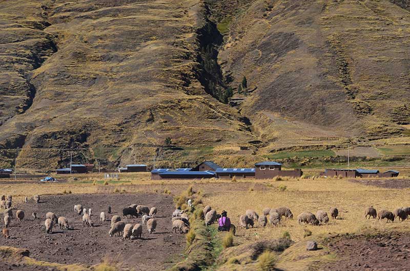 Rural landscape with sheep in Peru