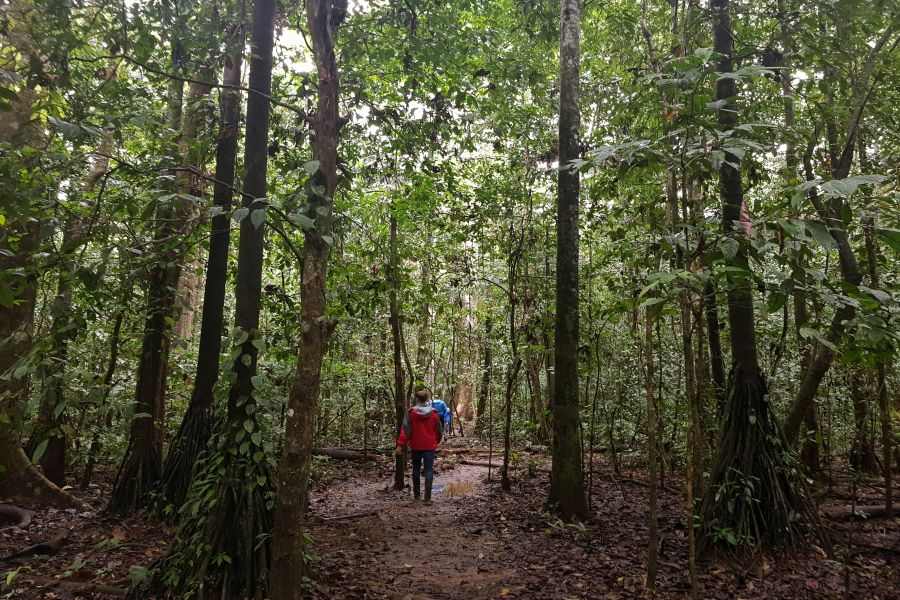 Taking a walk in the Amazon jungle at Reserva Amazonica near Puerto Maldonado