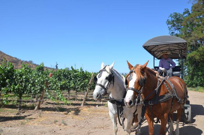 a horse-drawn carriage strolling along the green Santa Rita vineyard near Santiago de Chile  