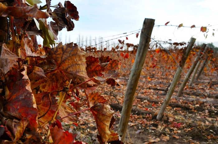 Red and ochre vines' leaves at Club Tapiz vineyard during Autumn