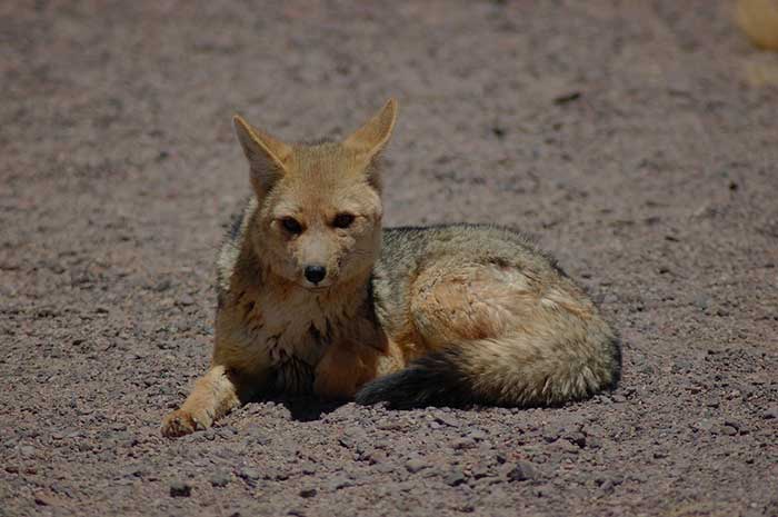 Andean Fox laying down on reddish sand facing the camera in Chilean Patagonia Torres del Paine National Park