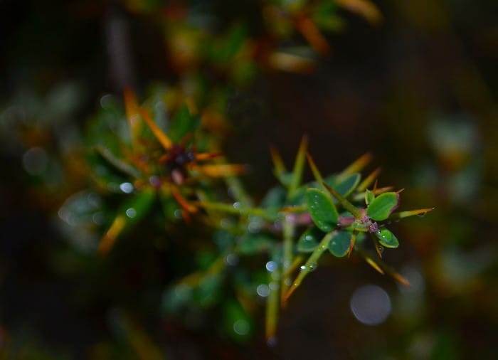 Thorny green plant showing the small red calafate berries