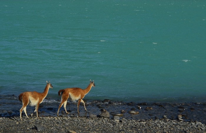 Two Guanacos walking along the rocky shore of Nordenskjöld lake in Chilean Patagonia Torres del Paine National Park