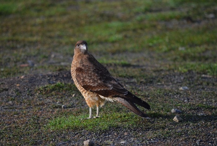 Caracara standing on a small green grassy patch looking into the camera in Chilean Patagonia Torres del Paine National Park