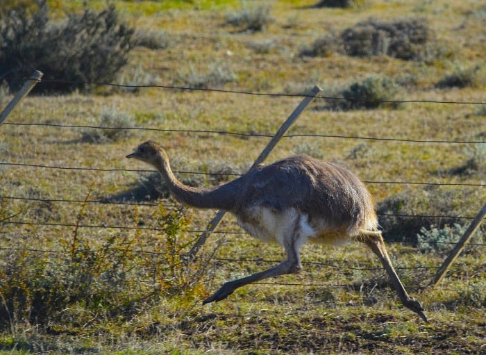 Darwins Rhea running on grassy terrain towards the left-hand side in front of a small fence in Chilean Patagonia Torres del Paine National Park