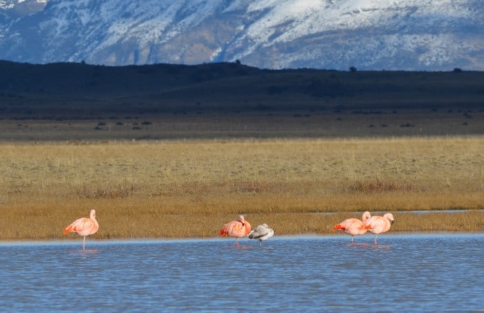 Four pink flamingoes and one gray flamingo standing inside of Sarmiento Lake in Chilean Patagonia Torres del Paine National Park 