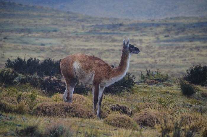 Guanaco standing on grassy terrain facing right in Chilean Patagonia Torres del Paine National Park